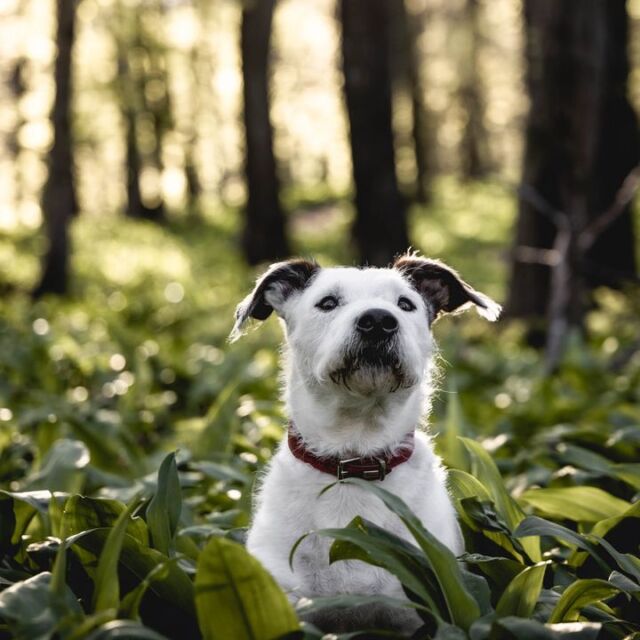 Lost but Happy #shot #dog_photo